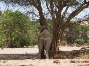 Elephant Adventure with Herson - a native of Damaraland - Twyfelfontein riverbed: where desert elephants are often found