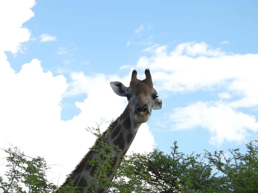 Elephant Adventure with Herson - a native of Damaraland - How the 2-hour structure actually plays out in the field