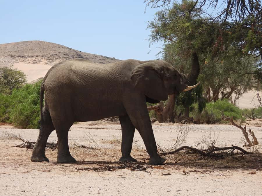 Elephant Adventure with Herson - a native of Damaraland - Elephant viewing: what you can realistically hope to see