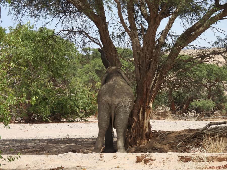 Elephant Adventure with Herson - a native of Damaraland - Twyfelfontein riverbed: where desert elephants are often found