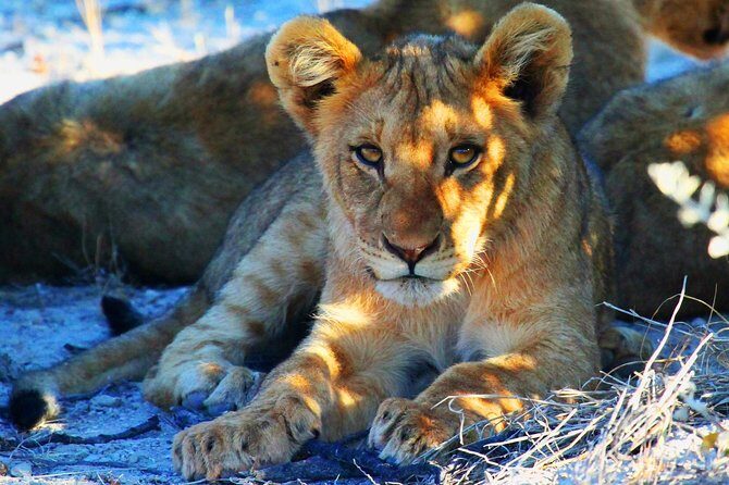 Etosha Express Safari 3 Days / 2 Nights - Quick Hits Before You Go