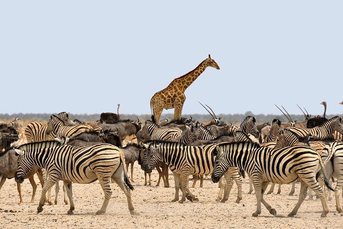 Etosha Express Safari 3 Days / 2 Nights - Etosha in 3 Days: Why This Fast Safari Works