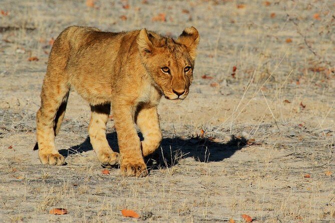 Etosha Express Safari 3 Days / 2 Nights - Day 2 Okaukuejo Waterhole and Etosha Pan Viewing Hours
