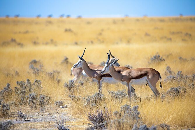 Etosha Express Safari 3 Days / 2 Nights - Wildlife Viewing Realities in Etosha: What You’re Really Paying For