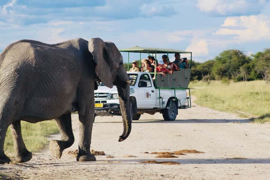 Etosha National Park: Full or Half-Day Game Drive - Key Highlights You’ll Care About