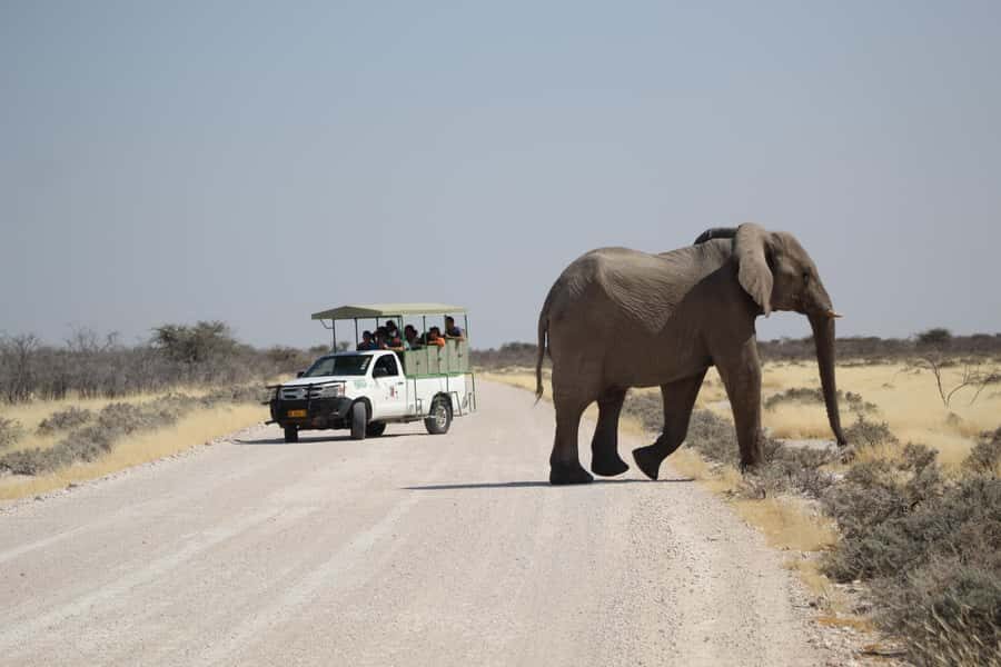 Etosha National Park: Full or Half-Day Game Drive - How the Route Works: Sighting-Based Driving and Guide Connections