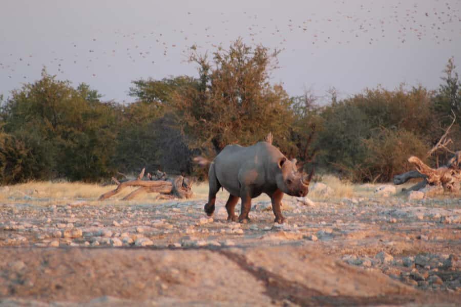 Etosha National Park: Full or Half-Day Game Drive - Full Day vs Half Day: Which Format Makes More Sense?