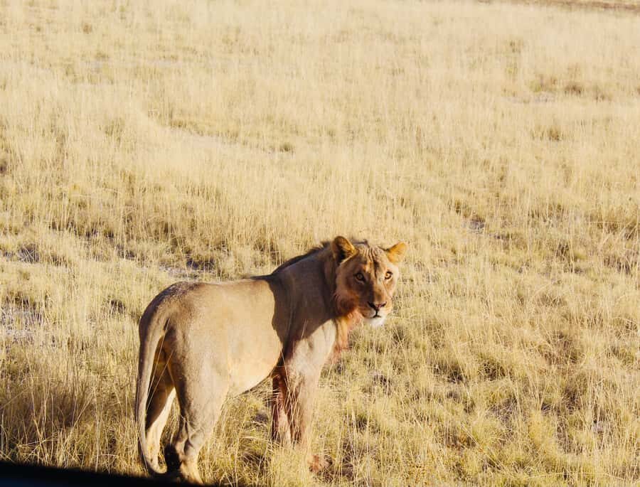 Etosha National Park: Full or Half-Day Game Drive - Price and Value: What You Pay, What You Don’t, and Why It Adds Up