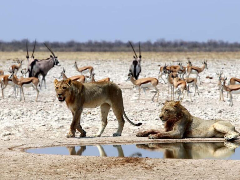 Etosha National Park: Full or Half-Day Game Drive - The Open 4x4 Ride: Cold Mornings, Close Views, and What Helps
