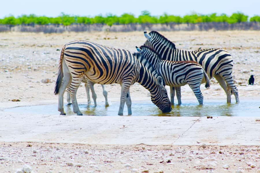 Etosha National Park: Full or Half-Day Game Drive - Practical Tips That Make the Day Easier
