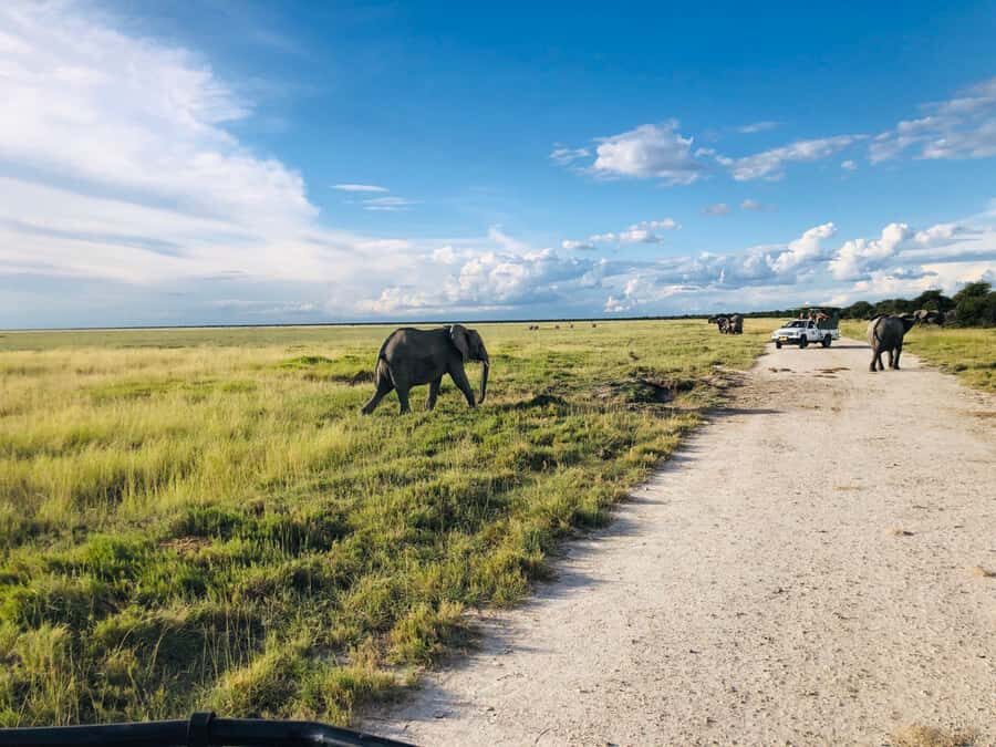 Etosha National Park: Full or Half-Day Game Drive - Should You Book This Etosha Game Drive?