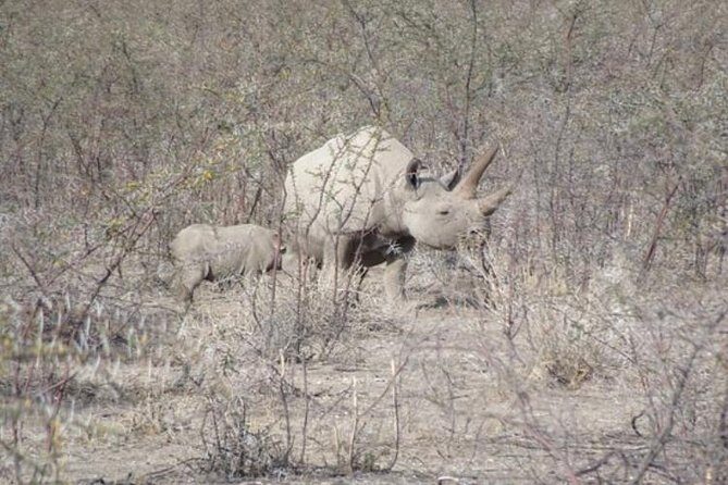 ETOSHA PARK SAFARI with local guides in 9-seater 4x4s - The Guide Advantage: Terrain Reading and Keeping the Day Fun