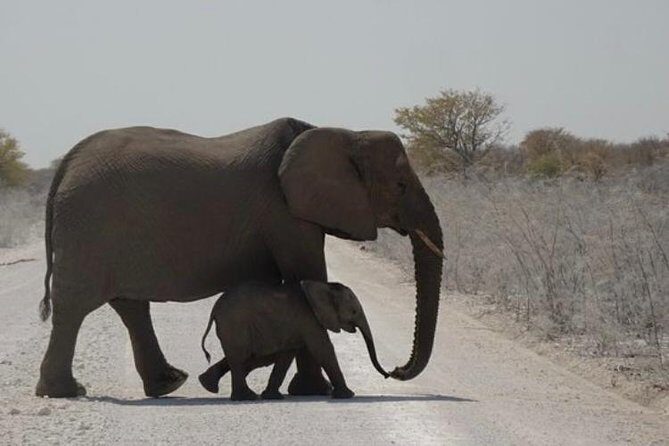 ETOSHA PARK SAFARI with local guides in 9-seater 4x4s - Timing, Weather, and When Ten Hours Feels Right