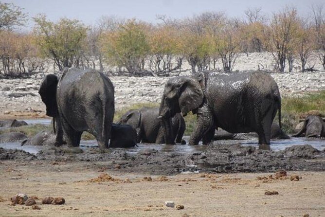 ETOSHA PARK SAFARI with local guides in 9-seater 4x4s - Should You Book This Etosha Pan 4x4 Safari?
