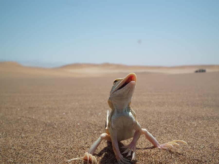 From Swakopmund: Living Dunes Experience - Why the Namib Coastal Dunes Feel Alive (Not Empty)