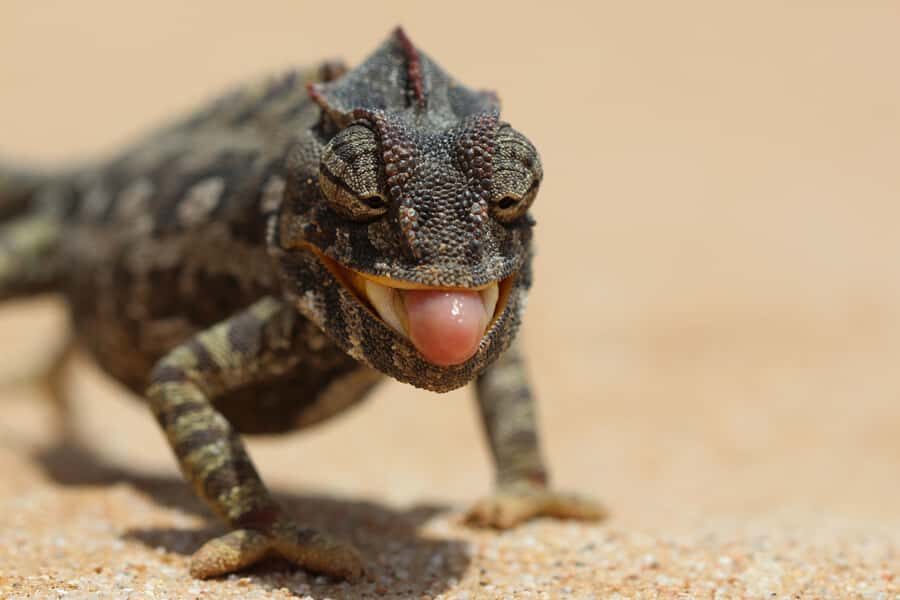 From Swakopmund: Living Dunes Experience - The 3.5-Hour Search: Tracking Geckos, Lizards, and the Small Five