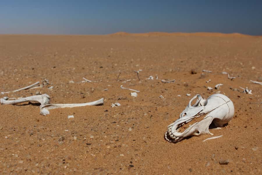 From Swakopmund: Living Dunes Experience - How the Guides Make Tiny Creatures Visible