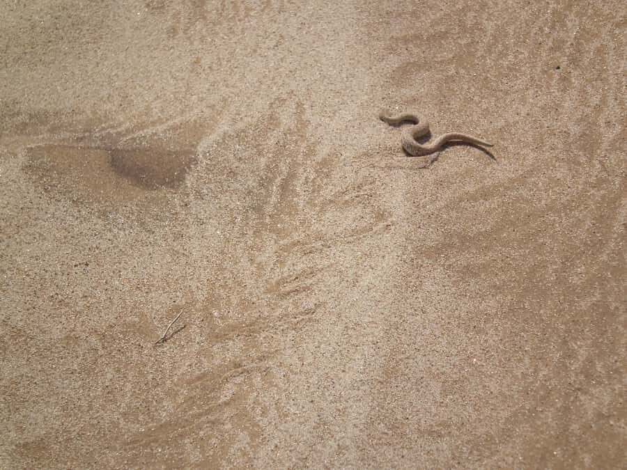 From Swakopmund: Living Dunes Experience - What to Bring So You Can Focus on the Hunt