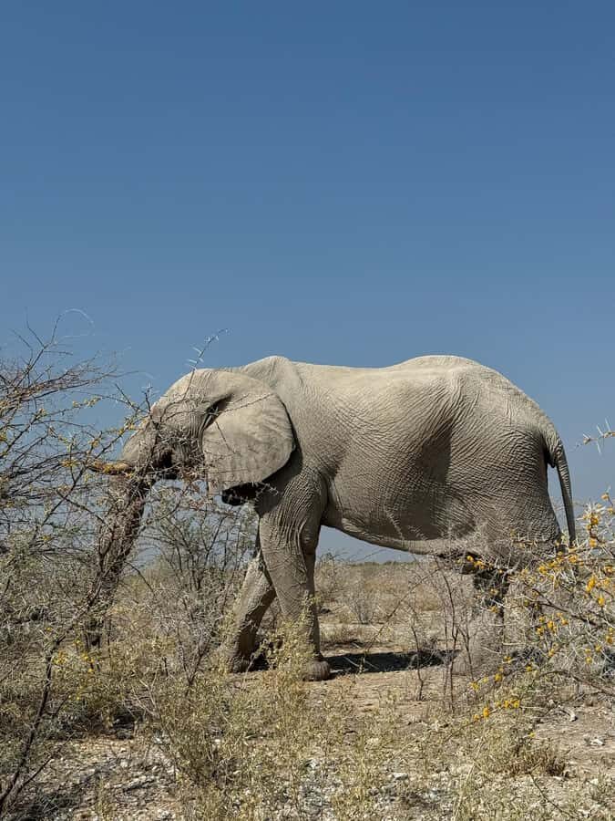 From Windhoek: 3-Day Etosha with Lodge Accommodation - Key points at a glance