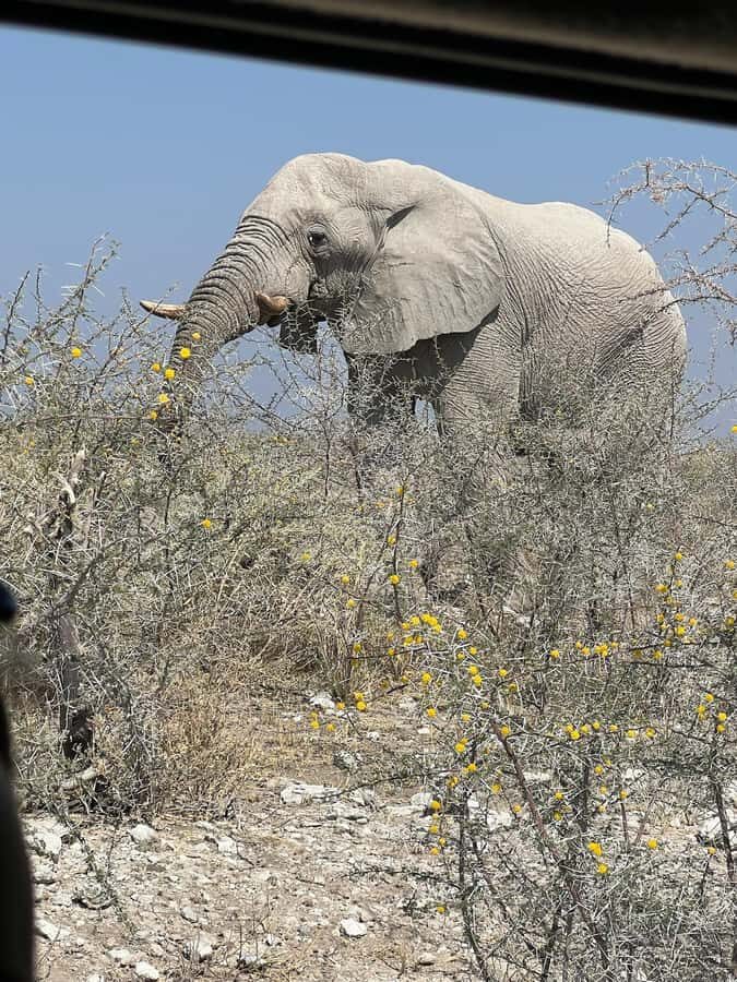 From Windhoek: 3-Day Etosha with Lodge Accommodation - Why This Windhoek-to-Etosha Timing Really Matters