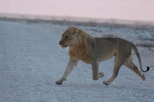From Windhoek: 3-Day Etosha with Lodge Accommodation - Pickup, Group Size, and the English-Speaking Guides
