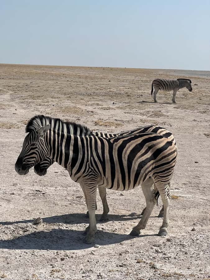 From Windhoek: 3-Day Etosha with Lodge Accommodation - Day 1: Windhoek to Okaukuejo Lodge and the Okaukuejo Waterhole Night