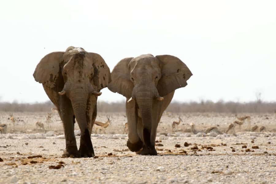 From Windhoek: 3-Day Etosha with Lodge Accommodation - Lodges, Logistics, and the Comfort Level You Can Expect