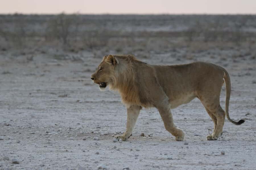 From Windhoek: 3-Day Etosha with Lodge Accommodation - Who This Safari Fits Best