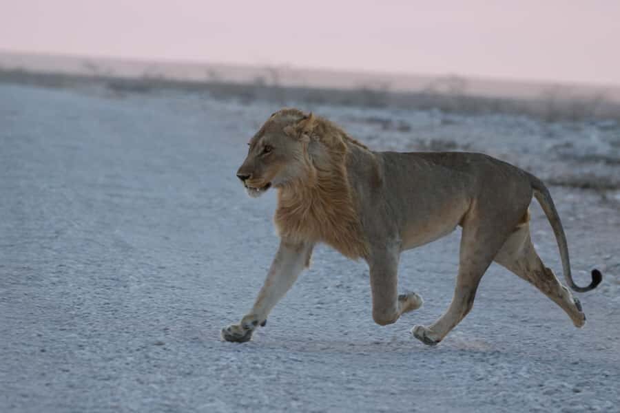 From Windhoek: 3-Day Etosha with Lodge Accommodation - Pickup, Group Size, and the English-Speaking Guides