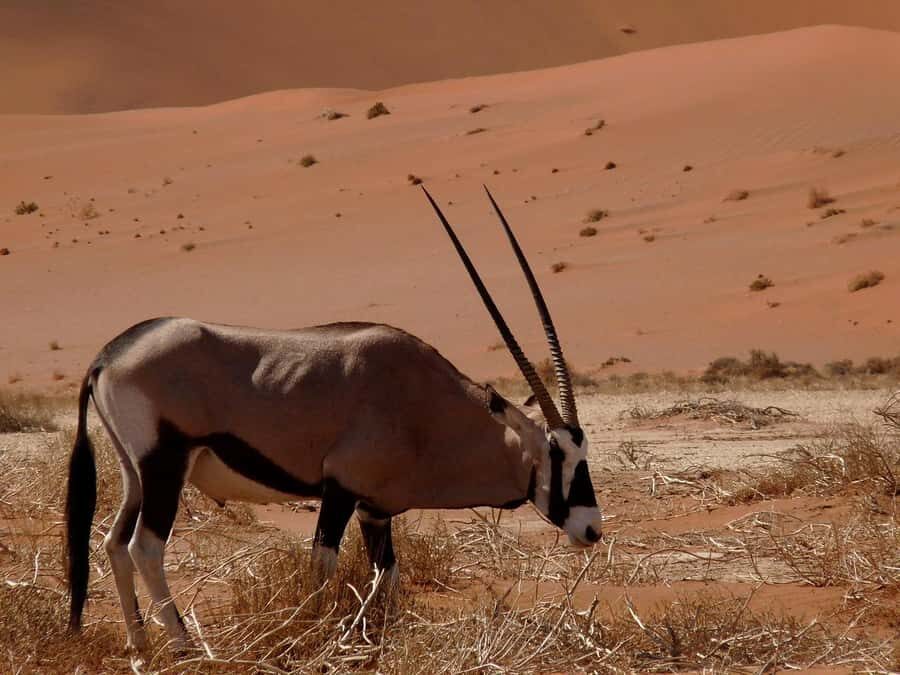 From Windhoek: Budget Sossusvlei Guided 2-Day Tour - Key highlights