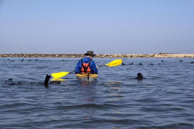Half Day Original Seal Kayak Adventure, Pelican Point, Walvis Bay - Key highlights you’ll actually care about