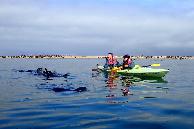 Half Day Original Seal Kayak Adventure, Pelican Point, Walvis Bay - Pelican Point Seals: Why This Format Works Better Than DIY
