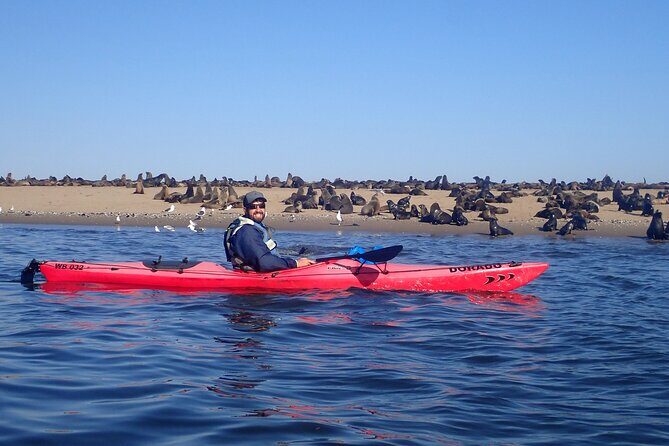 Half Day Original Seal Kayak Adventure, Pelican Point, Walvis Bay - Wildlife Respect: Why the “Non-Intrusive” Approach Is Actually Practical
