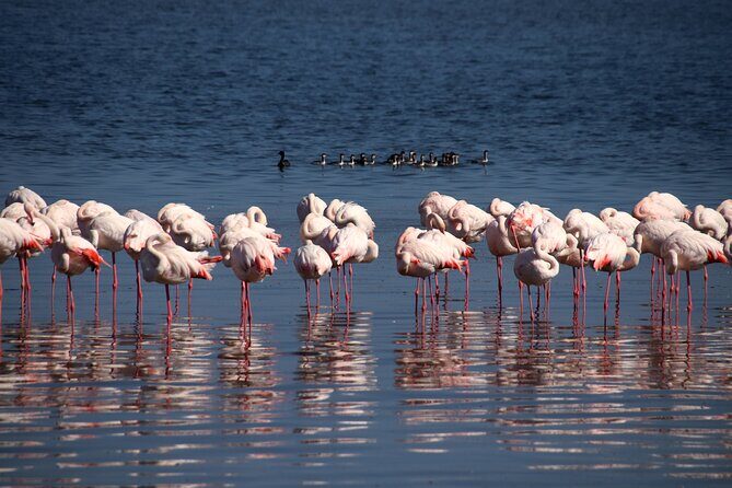 Half Day Original Seal Kayak Adventure, Pelican Point, Walvis Bay - Time on the Clock: How the Half-Day Plan Feels