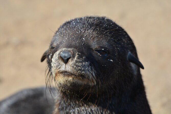 Half Day Original Seal Kayak Adventure, Pelican Point, Walvis Bay - Value and Price: What You’re Really Paying For at $72.12