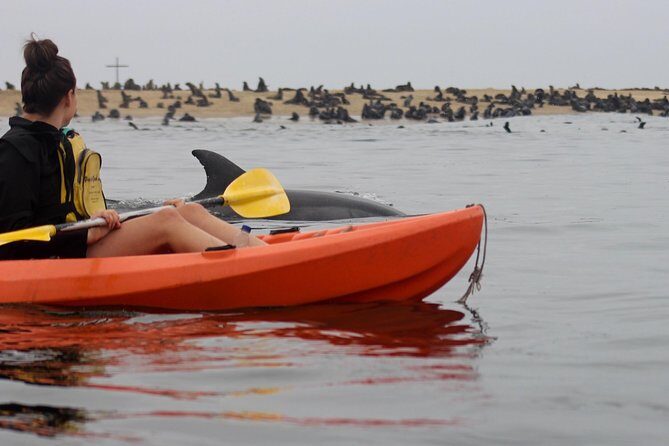 Kayaking and Sandwich Habour Guided Day Tour from Walvis Bay - Getting started: a morning launch from Walvis Bay Angling Club