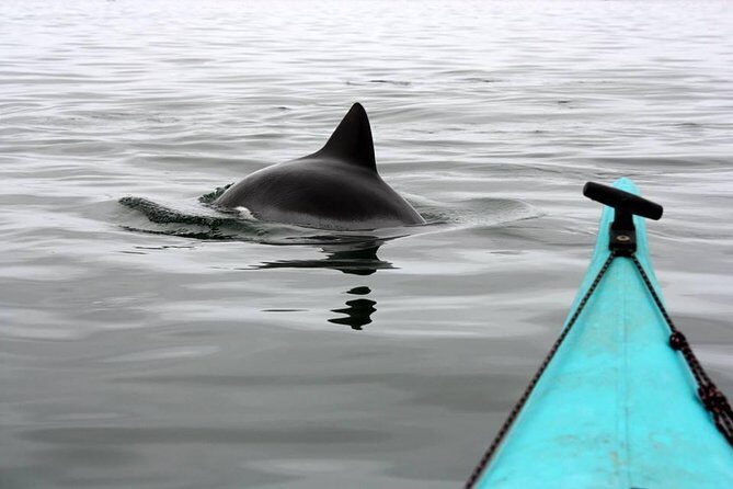 Kayaking and Sandwich Habour Guided Day Tour from Walvis Bay - The Namib Desert stop inside Namib Naukluft Park
