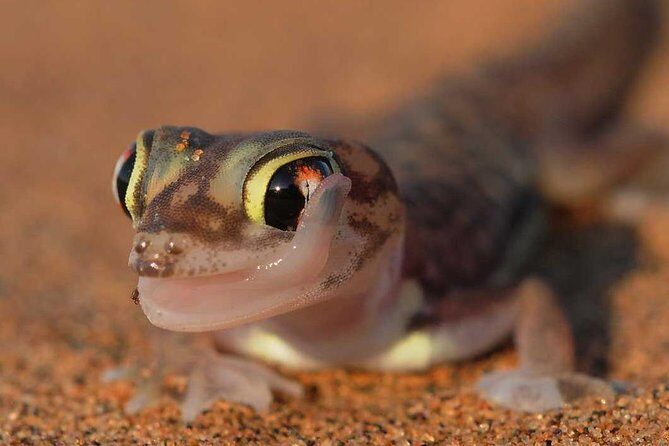 Living Desert Eco Dune Tour - Key highlights I think you’ll feel right away