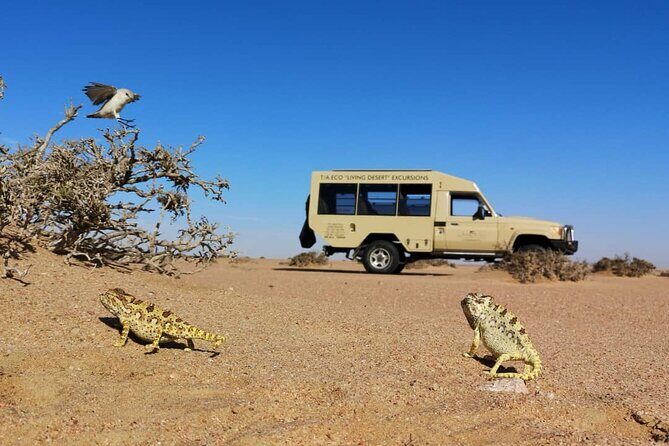 Living Desert Eco Dune Tour - Swakopmund pickup and your route toward the Namib dunes