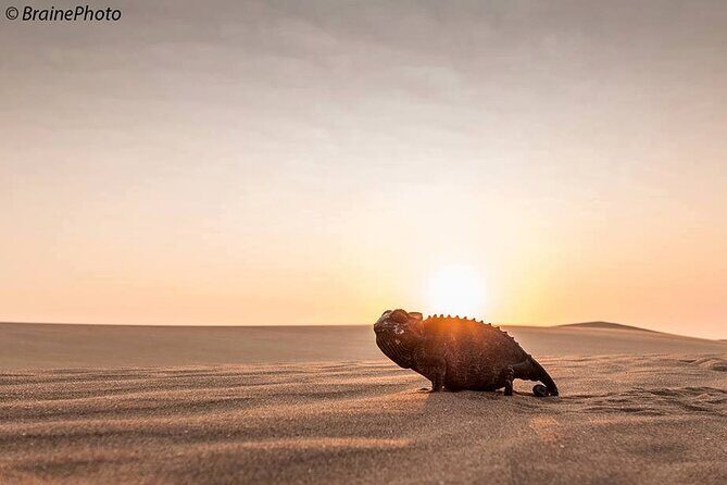 Living Desert Eco Dune Tour - The wildlife you can realistically spot in a few hours