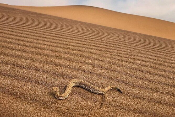 Living Desert Eco Dune Tour - What to bring for 4 to 5 hours in shifting sand