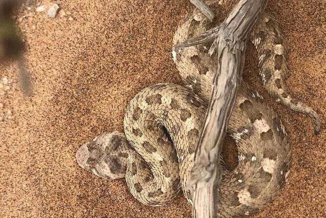 Living Desert Eco Dune Tour - Who this tour fits best in your Namibia plan