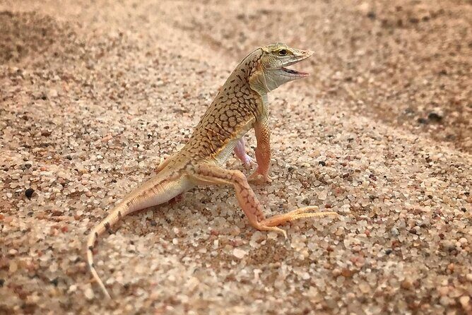 Living Desert Eco Dune Tour - Should you book the Living Desert Eco Dune Tour?