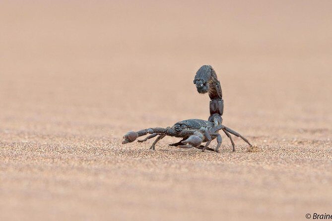Living Desert Eco Dune Tour - Namib Desert walk: fog life, sand-diving lizards, and the Horse Graveyard