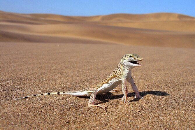LIVING DESERT TOUR (Little 5 tour) - Price and Value: Is $68.97 Worth It?