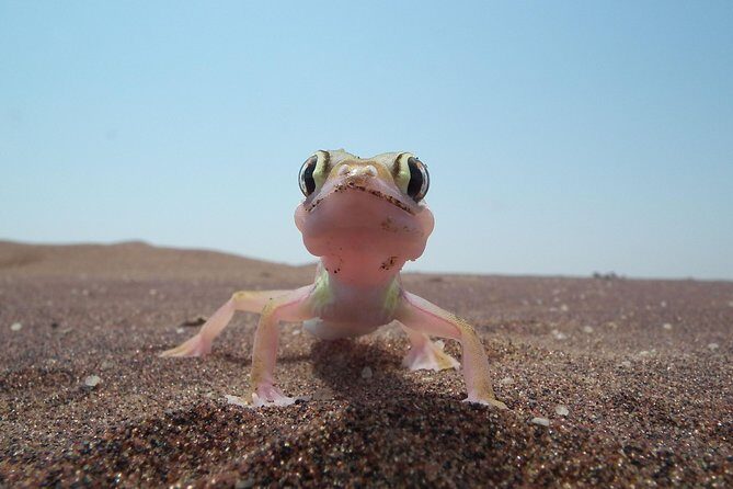 Living Dunes Experience from Swakopmund - The Dune Drive: Wildlife Stops Between the Sand