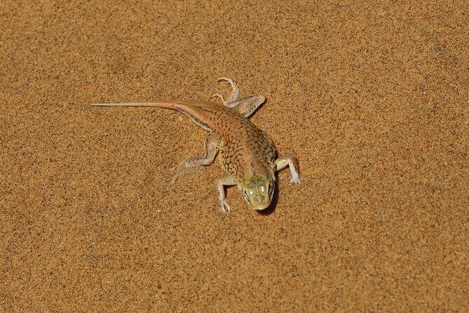 Living Dunes Experience from Swakopmund - Small Group Value: What Makes This One Feel Personal