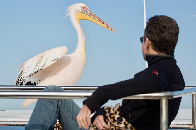 Marine Dolphin Seal Cruise - Key Highlights You’ll Care About