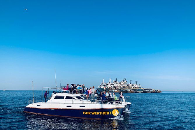 Marine Dolphin Seal Cruise - Pelicans, Seals, and Dolphins: What You’ll Notice on the Day