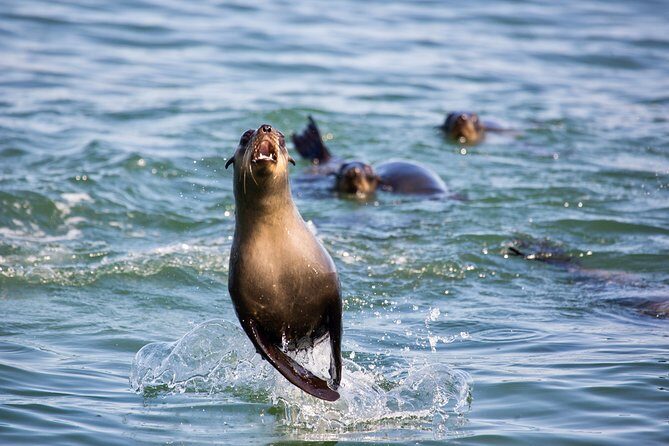 Marine Dolphin Seal Cruise - Timing, Booking Pace, and How Early Mornings Pay Off